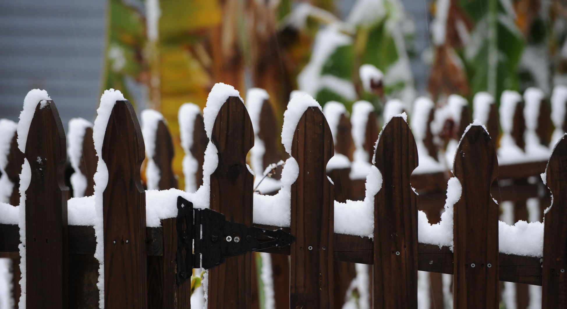 fea snow ms 18.jpg